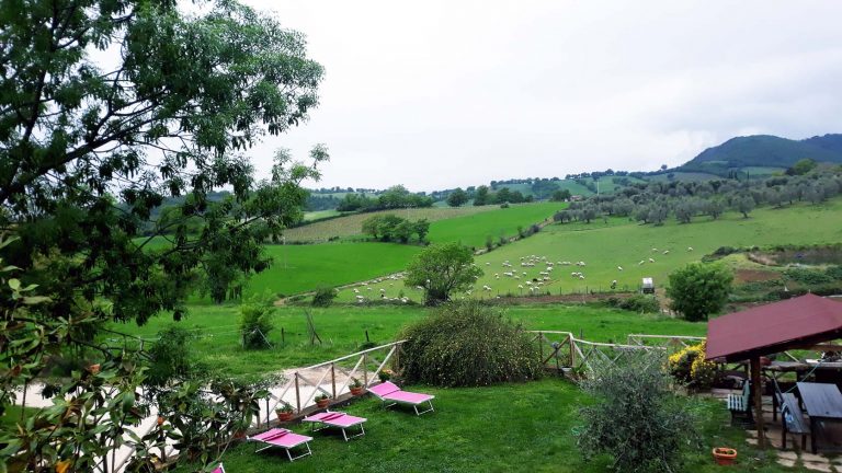 Il giardino dell'agriturismo la Valle degli Ulivi, con le pecore al pascolo sulle colline