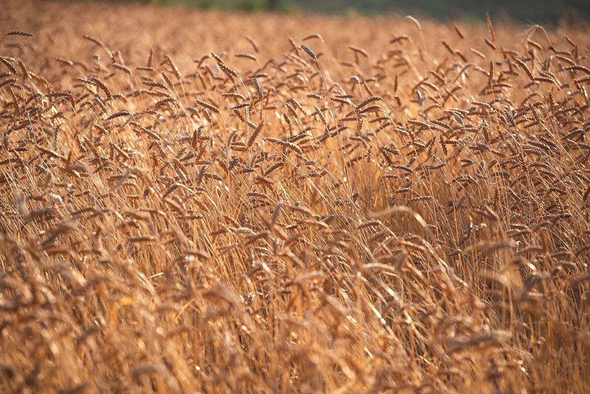 Spighe di grano maturo nei campi della Valle degli Ulivi
